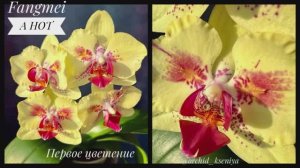 Phal. Fangmei a Hot ?️?Первое цветение желтой азиатской орхидеи бабочки с красными щечками ❤️Обзор