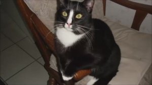 коты тихонько в душу проникают.mp4