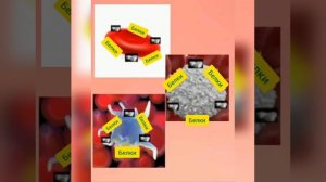 Кровь человека- из чего оно состоит.