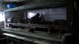 Клетка для кур с яйце скаткой.  Хорошее решение проблемы при расклеве яиц .