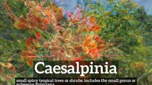 How to Say Caesalpinia in English? | How Does Caesalpinia Look? | What is Caesalpinia?