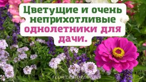 Цветущие и очень неприхотливые однолетники для дачи.?