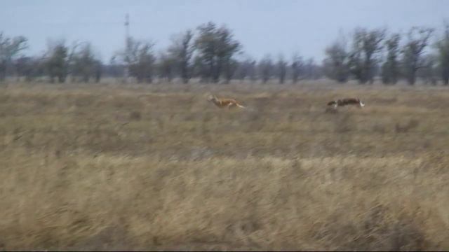russian borzoi hunting смотреть онлайн