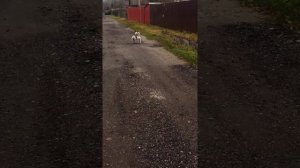 гладкошерстные фокстерьеры питомник ф.Дримлэнд