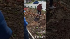 оформление клумб