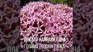 Клеродендрон Бунгей! Зимоустойчива екзотика за градината! Klerodendrum Bungei!
