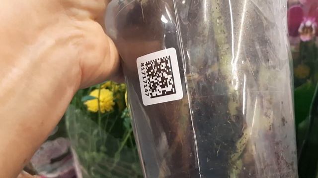 07.10. 2023г. Новая поставка орхидей в Леруа Мерлен. смотреть онлайн