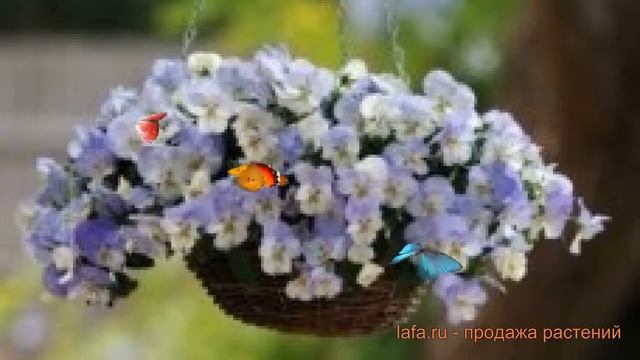 Виола ампельная Фрост ? ампельная виола Фрост обзор: как сажать, семена виолы Фрост смотреть онлайн