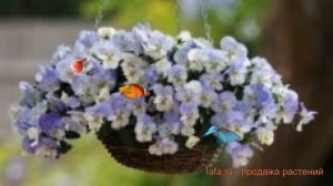 Виола ампельная Фрост ? ампельная виола Фрост обзор: как сажать, семена виолы Фрост