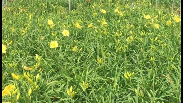 6-15-17 Willoway perennial update смотреть онлайн