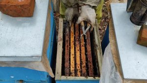 Как помочь отводкам в начале зимовки если мало запасов.Что делать если не хватает корма у пчёл.