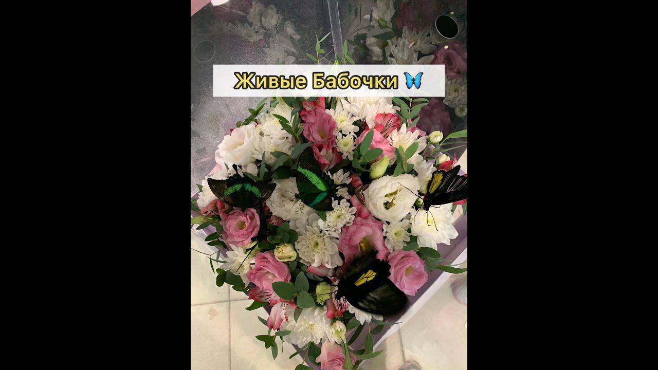 Подарок в Уфе. Живые бабочки. Организация от компании @sweetlove_ufa