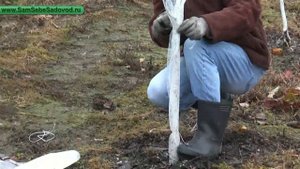 Защита саженцев от зайцев