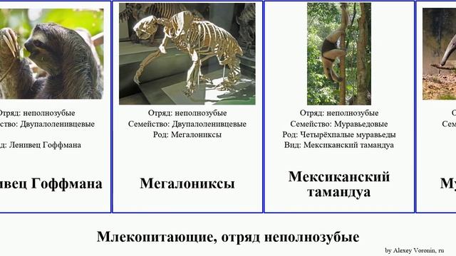 Млекопитающие, отряд неполнозубые ленивец муравьед mammal Карликовый Гигантский Pilosa Талассокнус