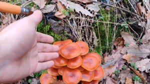 Pleurotus Ostreatus - Oyster Mushroom -Ciuperca comestibila.