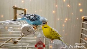 Волнистики ухаживают друг за другом