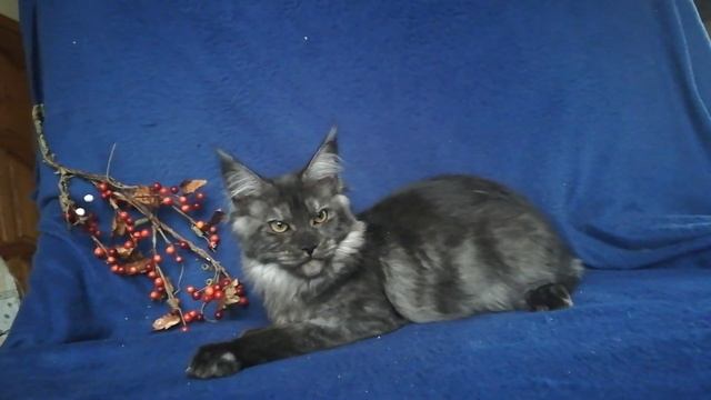 Чёрный дым кошечка мейн-кун смотреть онлайн