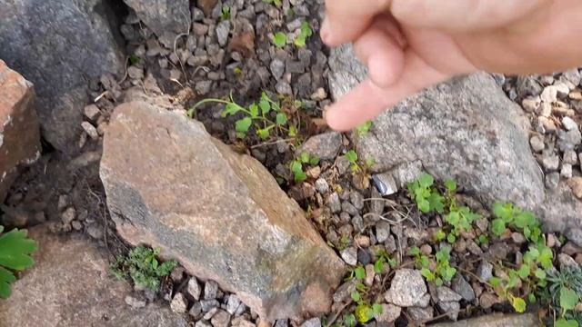 Альпийская горка, растения для горки! #альпийскаягорка, #расстениядлягорки, #моягорка.