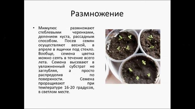 МИМУЛЮС смотреть онлайн