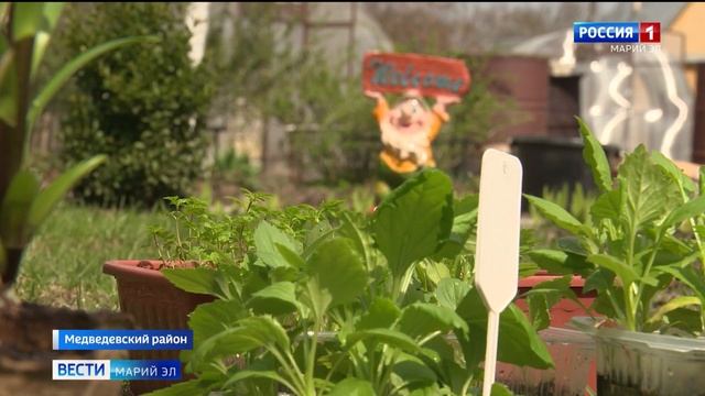 Супруги Кормаковы из Марий Эл самоизолировались на своем садовом участке смотреть онлайн