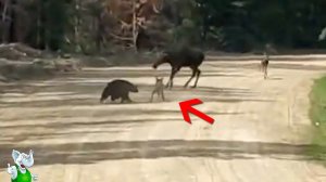 Медведь Атаковал Лосей / Случаи с Животными Снятые На Камеру