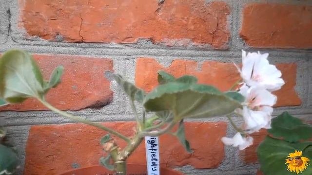 Пеларгонии. Новая коллекция. Часть 5.