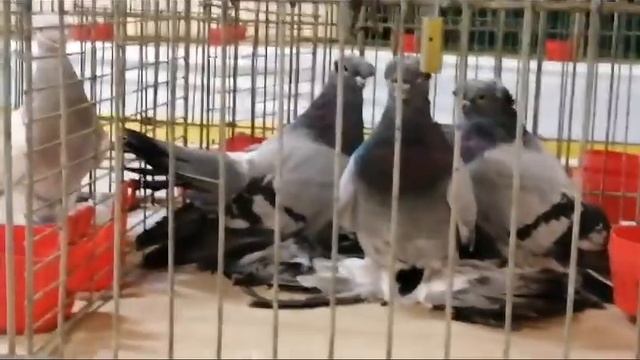 Выставка голубей. Cloppenburg. Германия. Часть 3. смотреть онлайн