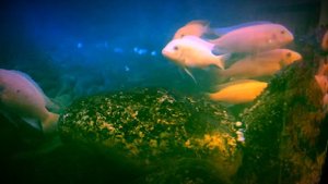 Малавийская цихлида "Псевдотрофеус зебра" (желто-оранжевая морфа)