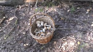 Часть 2. Осенний удачный грибной поход. Грибы как на подбор!