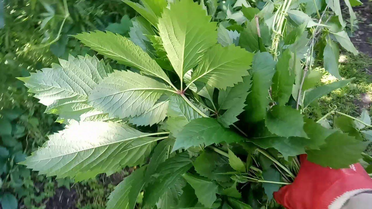 Как Уничтожить Дикий Виноград смотреть онлайн