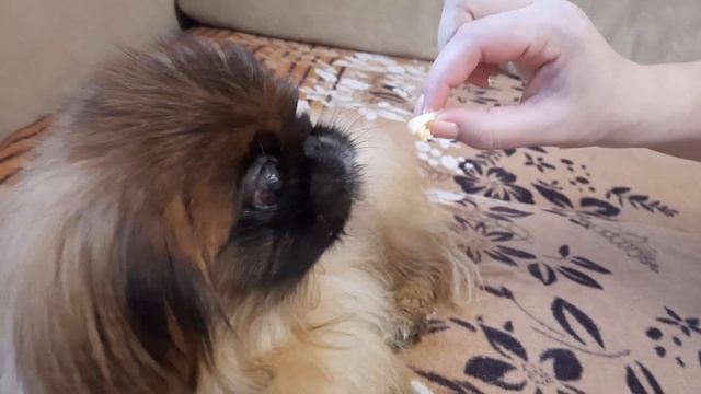 ПЕКИНЕС ДЕНДИК ЛЮБИТ МАКАРОНЫ #сергейтелков