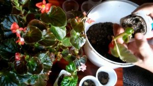 Бегония вечно-цветущая - размножение. //Propagation by cuttings of ever-flowering begonia.//