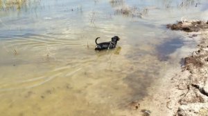 Такса купается  в лимане.