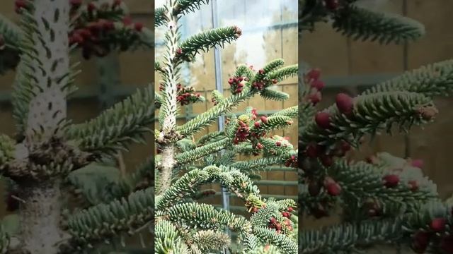 Алжирская ель Abies. Numidica