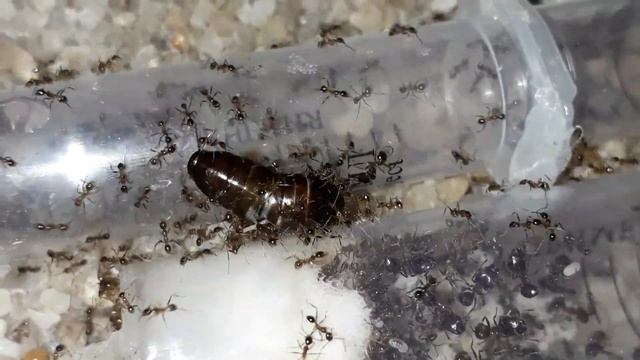 Охота муравьёв Pheidole noda на таракана.