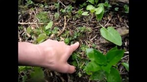 Wild Food : Ground Ivy(Glechoma hederacea)