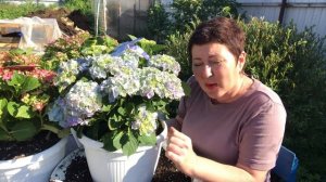 Музыкальная коллекция крупнолистных гортензии. Перевалка в белые горшки, супер ?