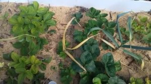 О ремонтантной клубнике , как ухаживаю.