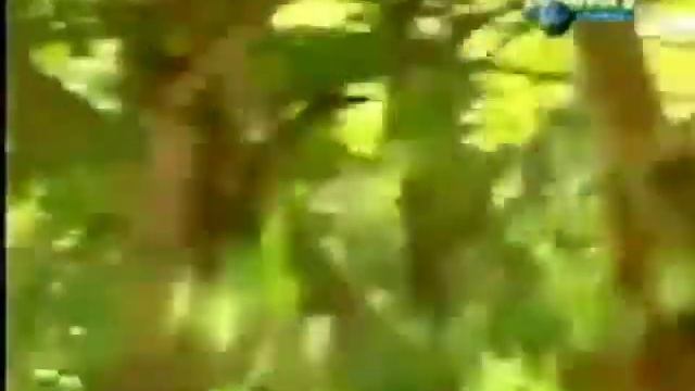 Как мартышка дергает за хвост тигра смотреть онлайн