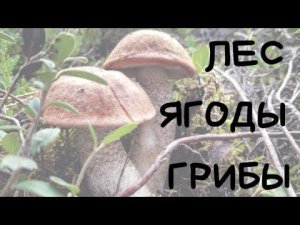 ВЛОГ ГРИБНИКИ / ЛЕС, ЯГОДЫ, ГРИБЫ