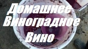 Виноградное сухое вино в домашних условиях.