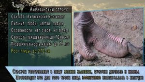Какая самая большая в мире птица? | САМЫЕ САМЫЕ большие мира