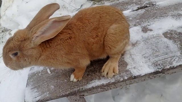Кролик породы Фландер окрас голд