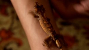 Реснитчатый геккон (Бананоед) Прыгает :)