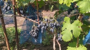 30.07.2022г.Обзор гибридной формы винограда Ромбик.