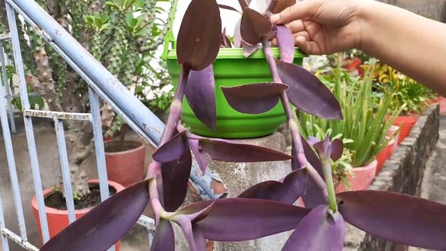 How to grow and care purple heart - Best Hanging Plant || Purple heart plant in hanging basket
