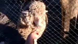 Мы бедные овечки