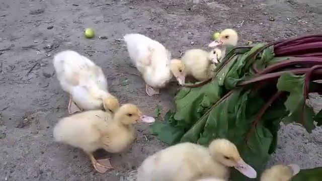 утята кушают листья свеклы часть 1 смотреть онлайн