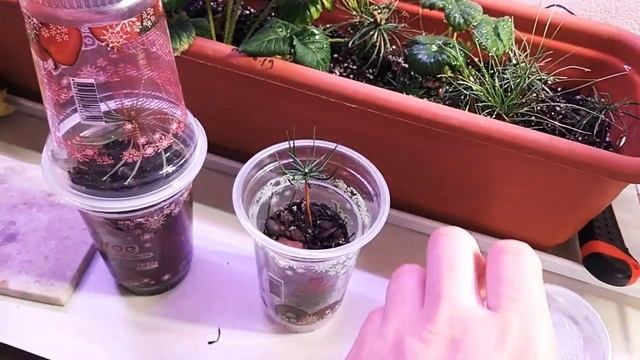 Как вырастить Кедр из орешка