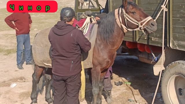 Кашкадарё ори #Чинор Дехконобод туманида #улок #купкари_2022